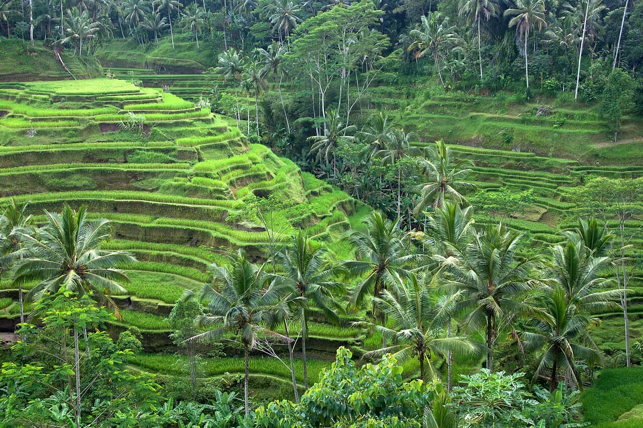 Verre Reis Indonesië: Ubud, Sanur (9 nachten)