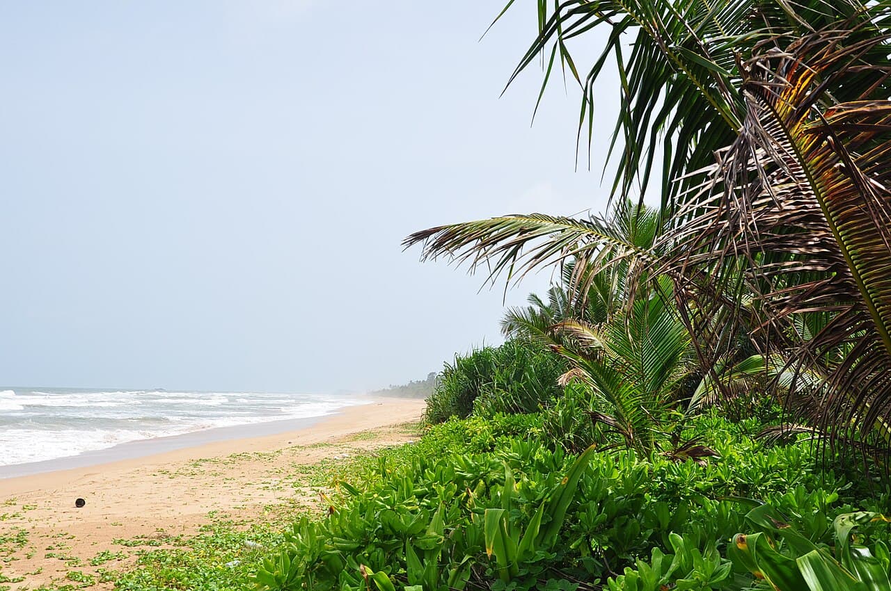 Palmbomen langs het zandstrand van Bentota