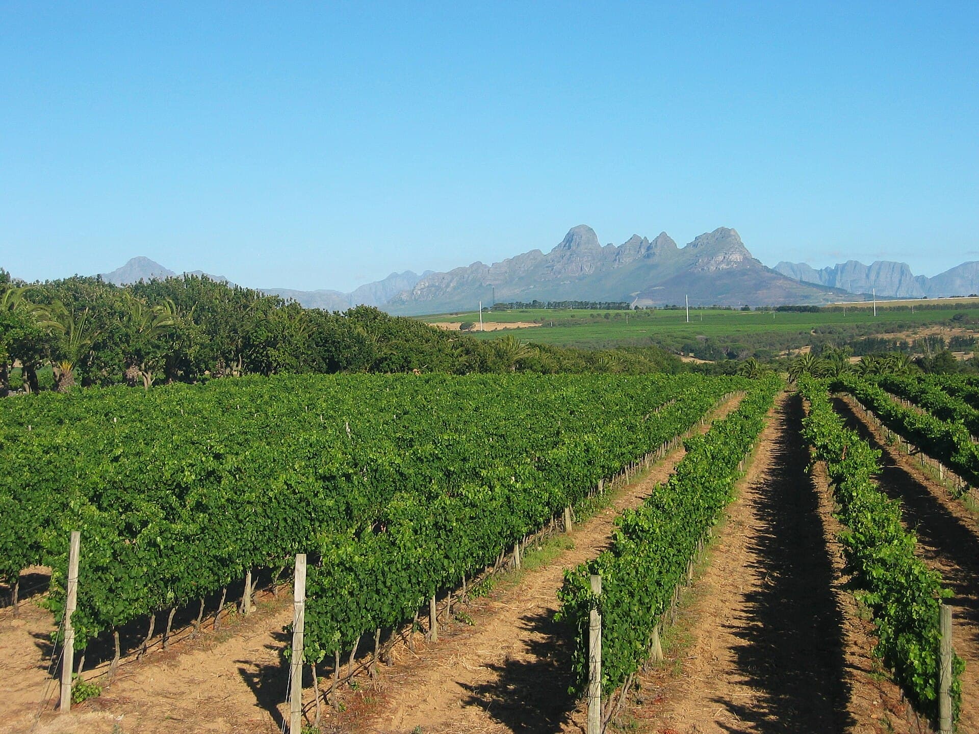 Rijen wijnstokken op Meerlust bij Stellenbosch met bergen op de achtergrond