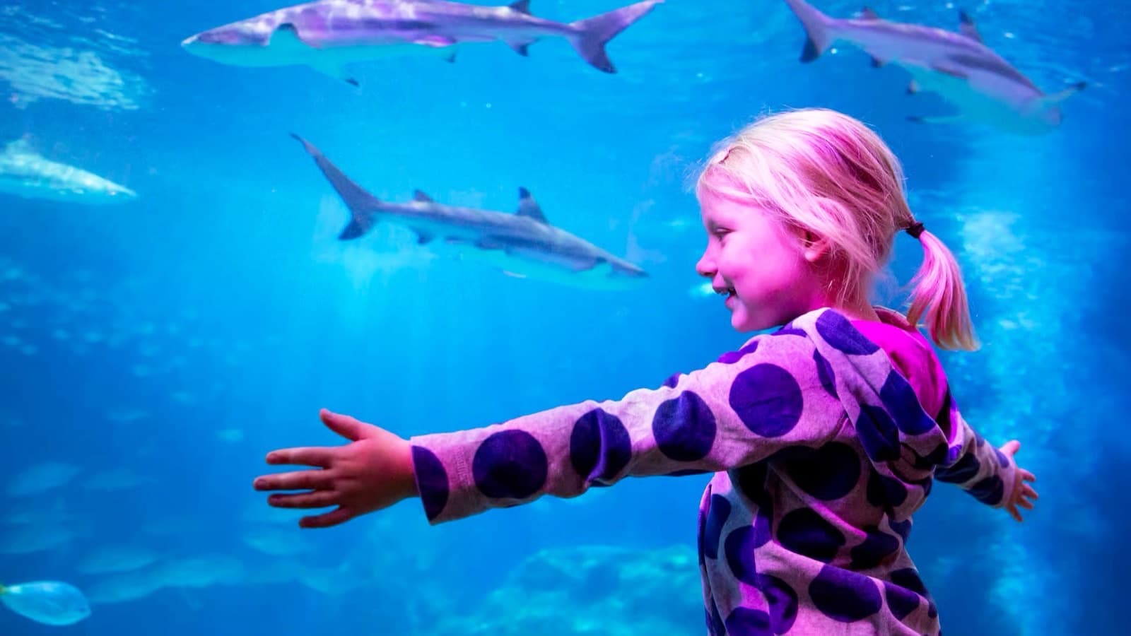 Rondreis Ruhr & Heuvelland: Oberhausen en Valkenburg, met SEA LIFE en de Gemeentegrot foto 3
